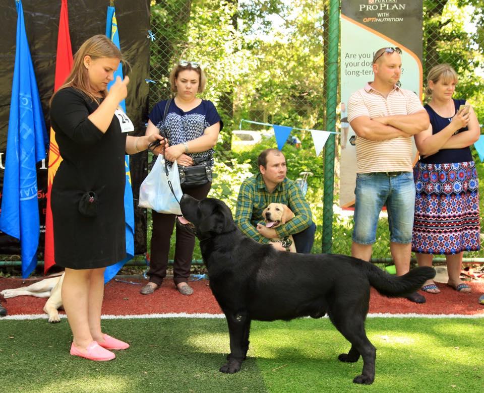 LAB MERRY TAIL ELVIS