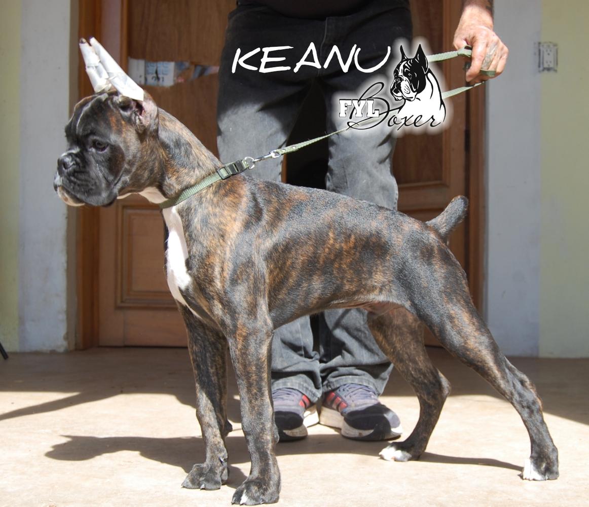 Keanu (Preciado)