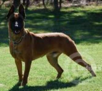 Anubis  Scott