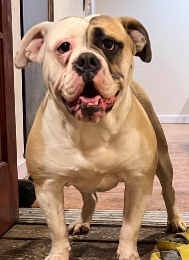 Nuyorican Bulldogges Medusa