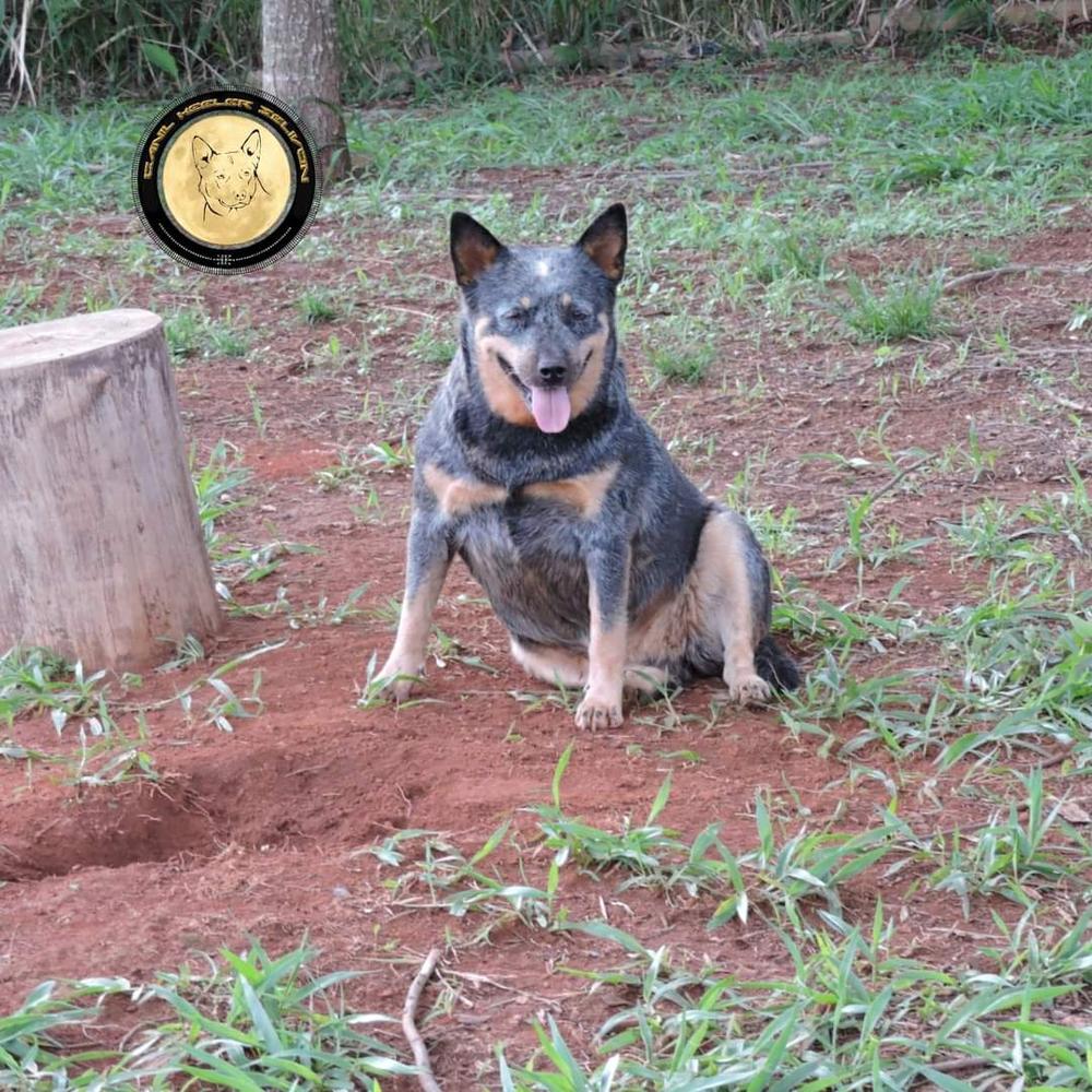 NALA OF HEELER'S SELIVON