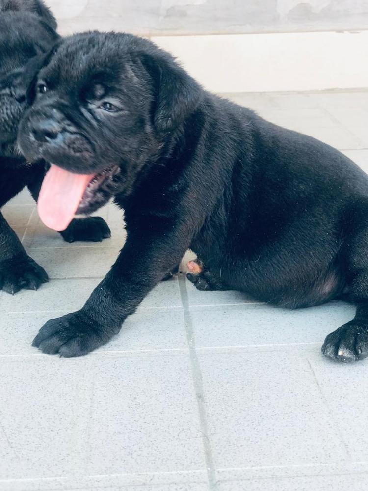 Arya abs