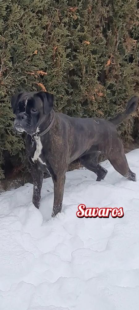 Hellas degli Scrovegni (Savaros Boxer)