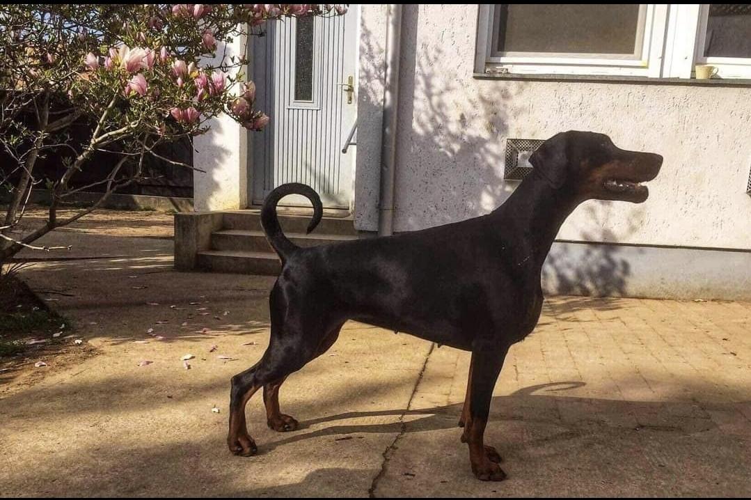 Zoey di qualitano
