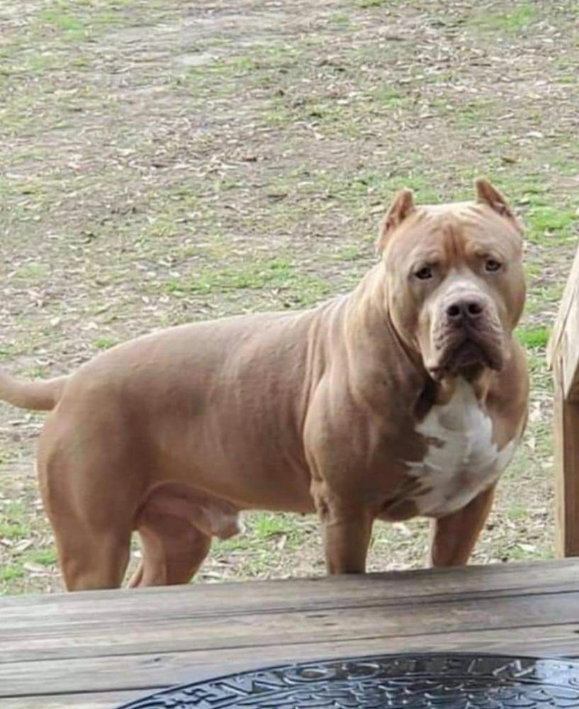 4k BULLIES KING THOR JORDAN