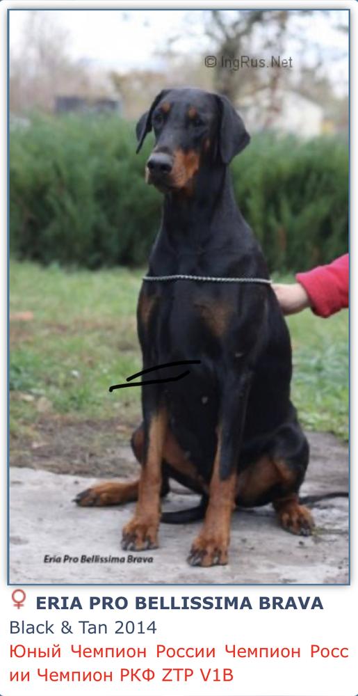 Eria Pro Bellissima Brava
