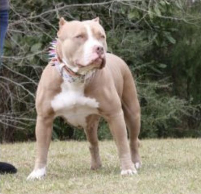 NRK/HBK’S CALI GIRL MANMADE KENNELS