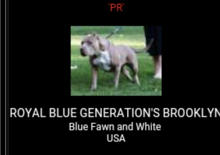 Royal Blue Generations Brooklyn