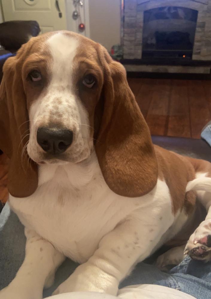 Daphne’s Ginger of Barnes Basset