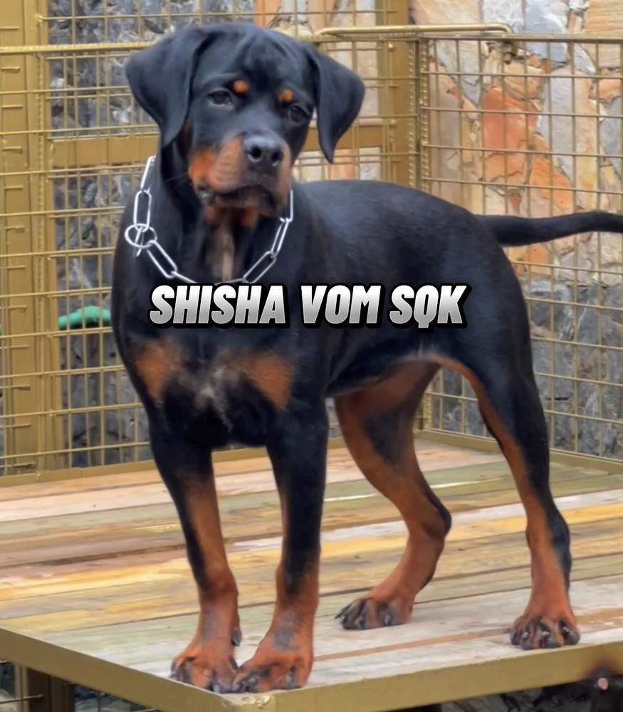 SHISHA VOM SQK