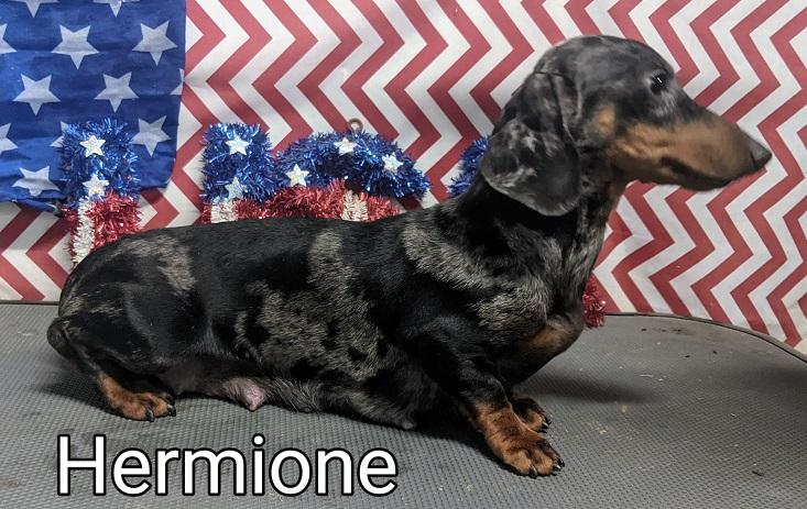 HR Percys Hermione MS