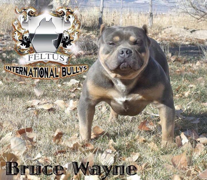 Feltus Bruce Wayne