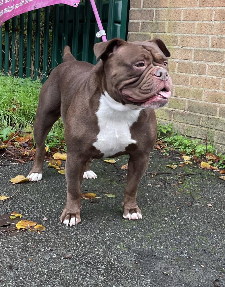 BULLZBEYOND LUNA