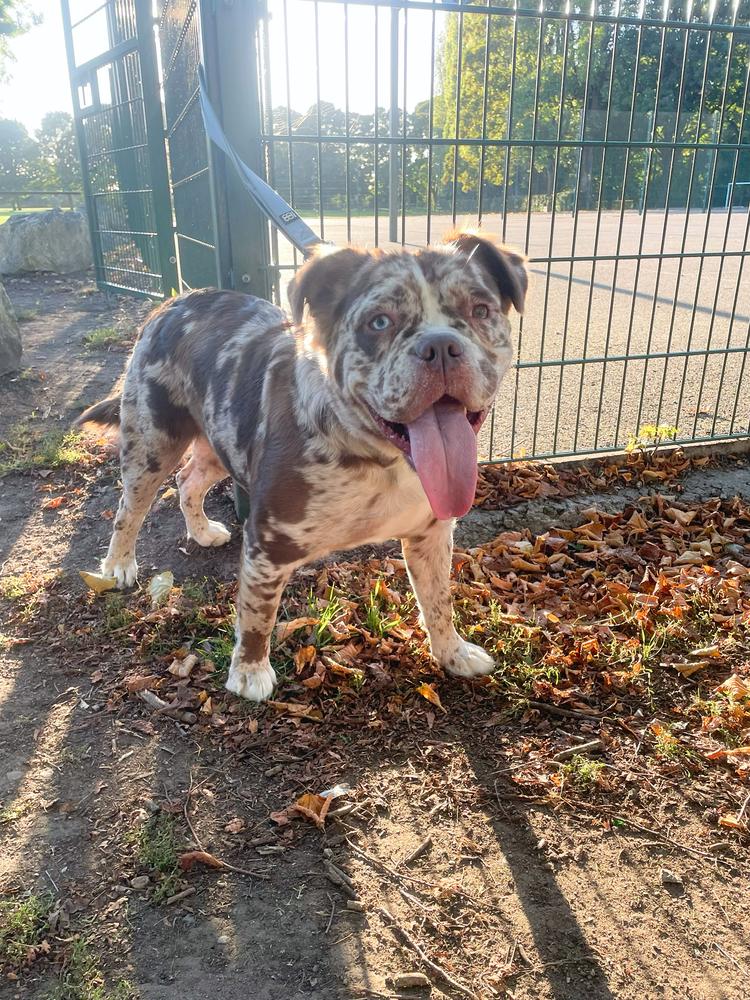 BULLZBEYOND DAISIE