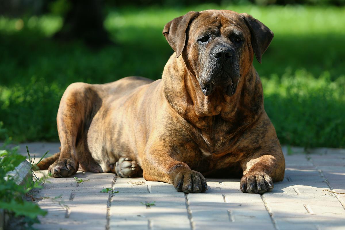 TAO DEL PERRO H-JESSY