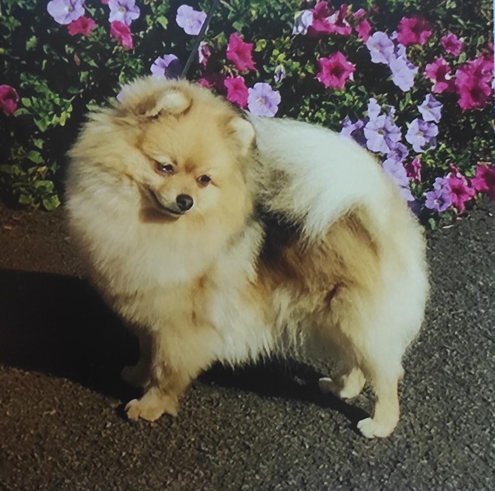 Foxhue Mystic Angel