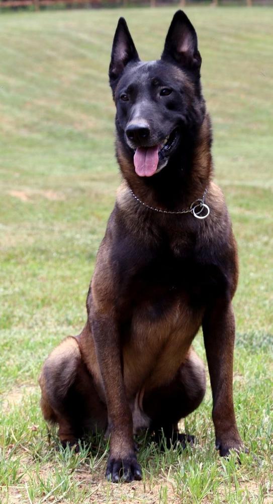 Koba (Velazquez)