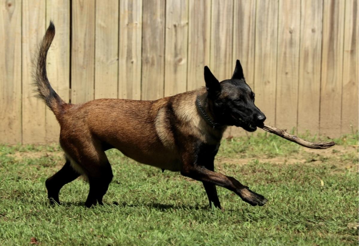 Kukay’s Juno Chien Policier