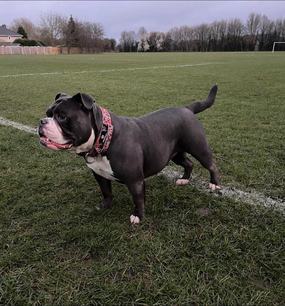 BULLZBEYOND NELLIE