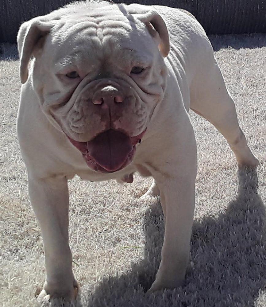 Englewood's Lola of Territory
