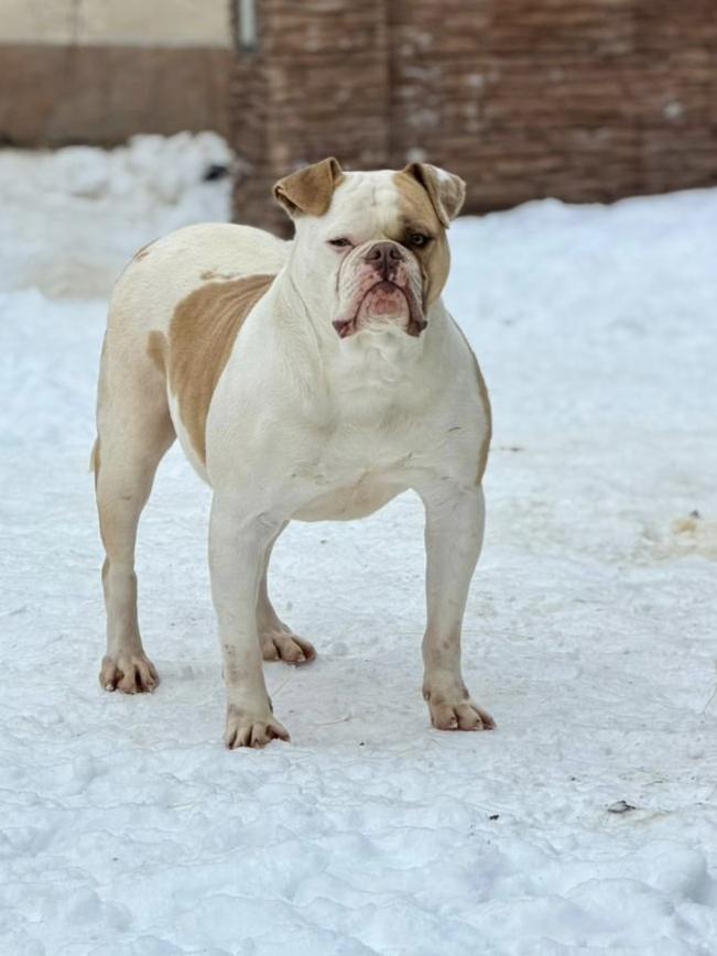 Cerberus Bulls Hera