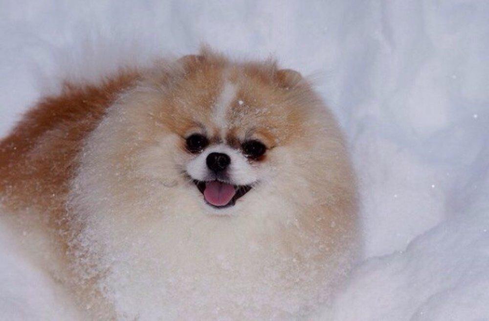 Sunny Pom Romance