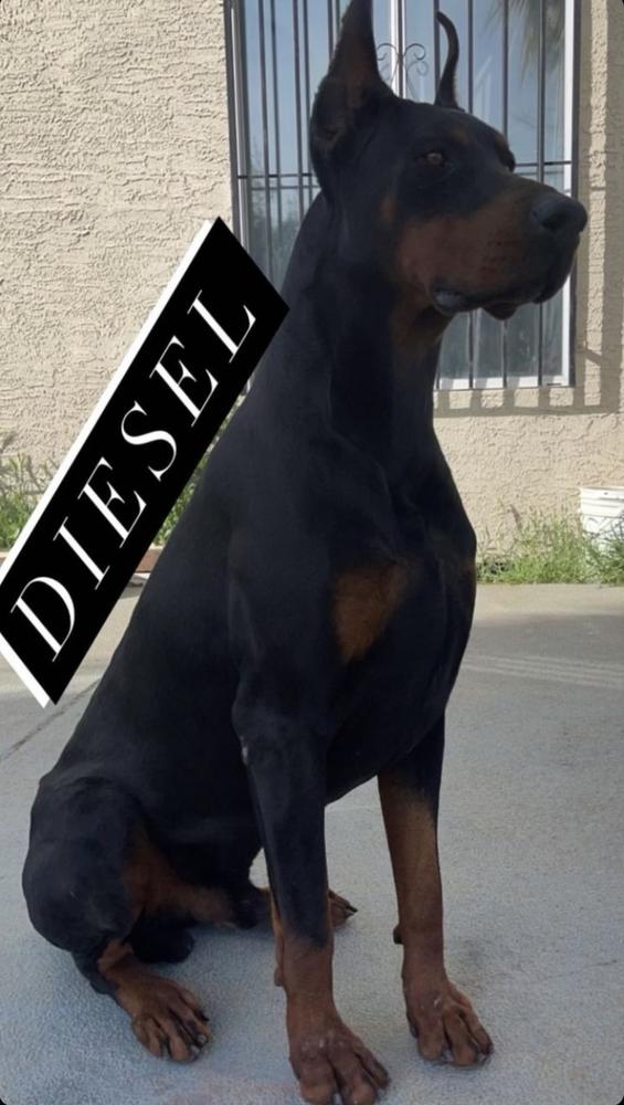 Lares' Diesel