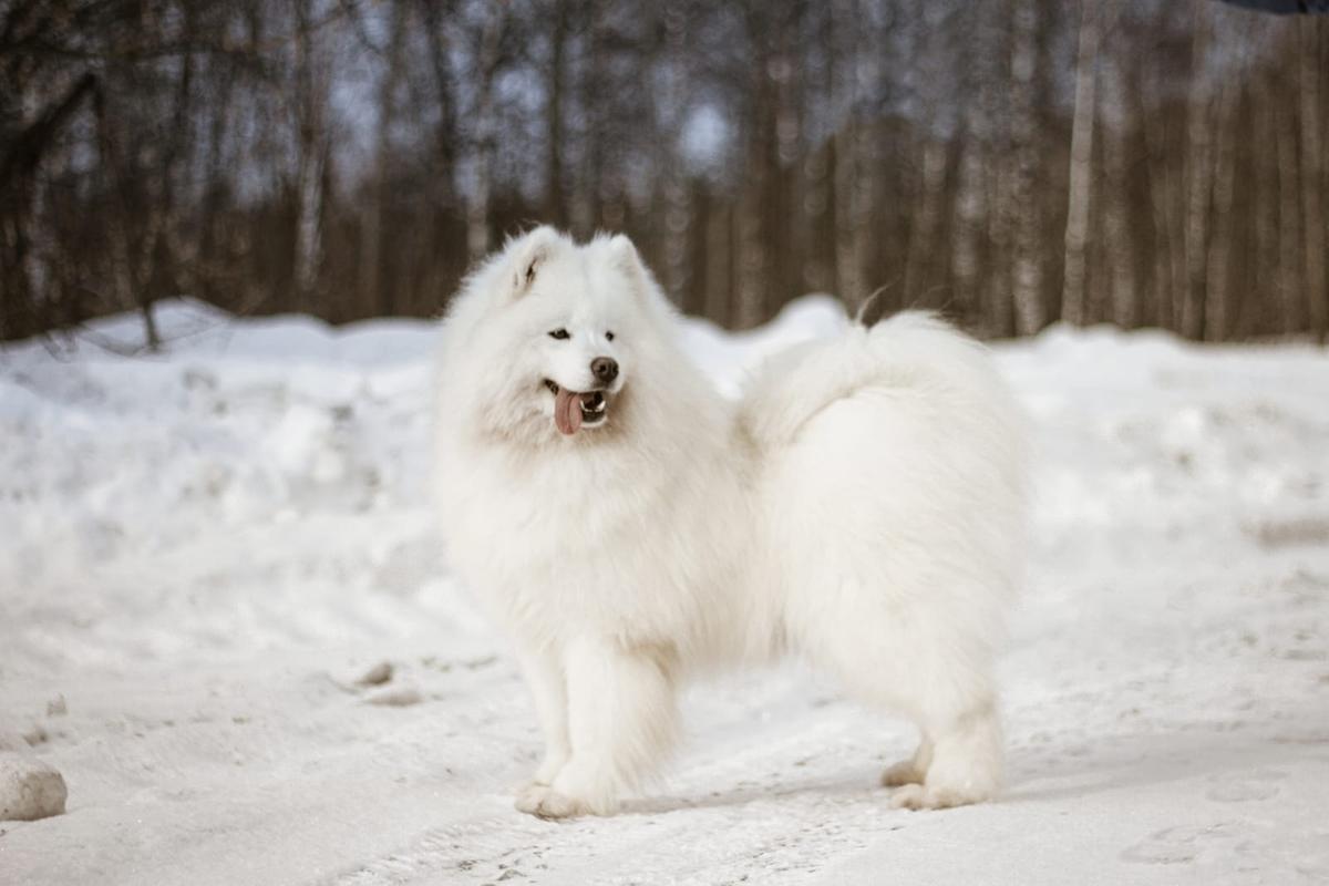 Sormovskaya Zarya Luckshery