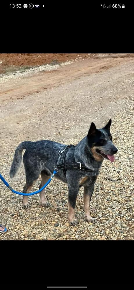 ODIN OF HEELER'S SELIVON