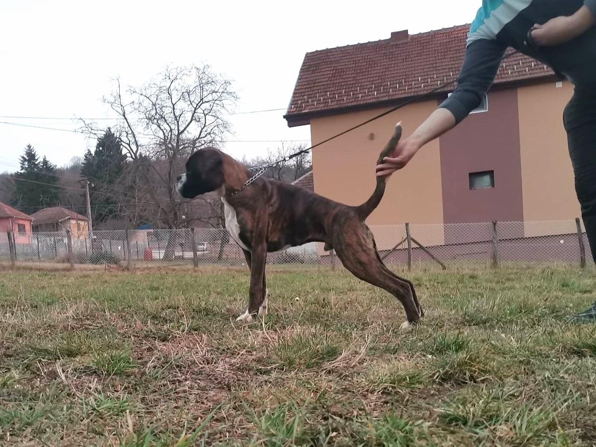 Bullet Čekerbox