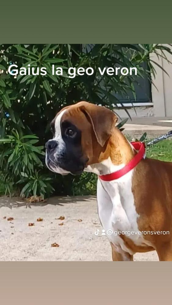 Gaius la geo Veron