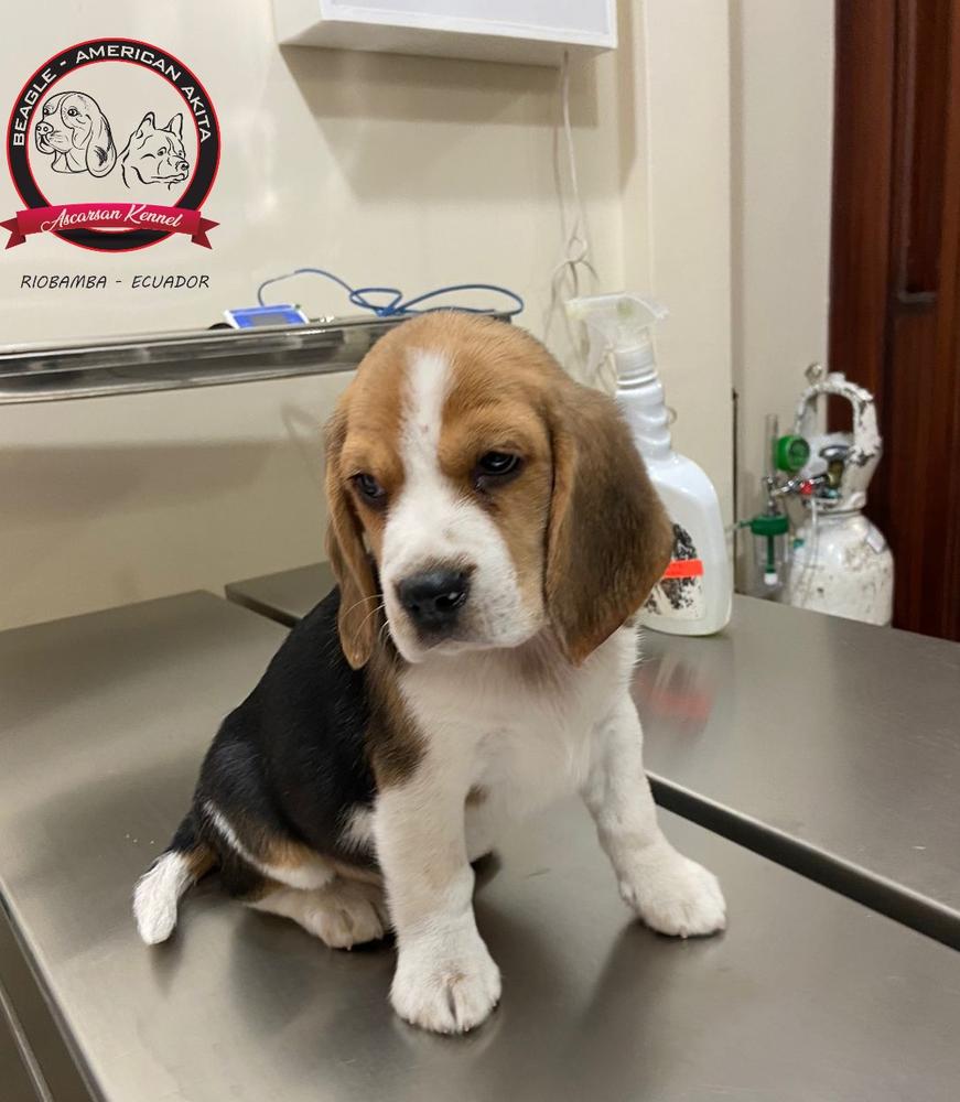 CHARLOTTE ASCARSAN KENNEL