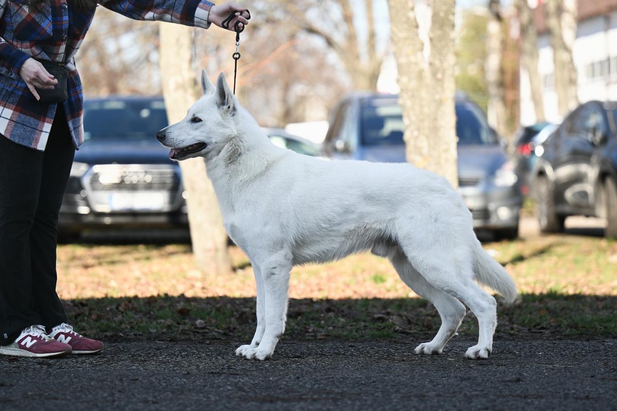 BENJAMIN Alba Patronus