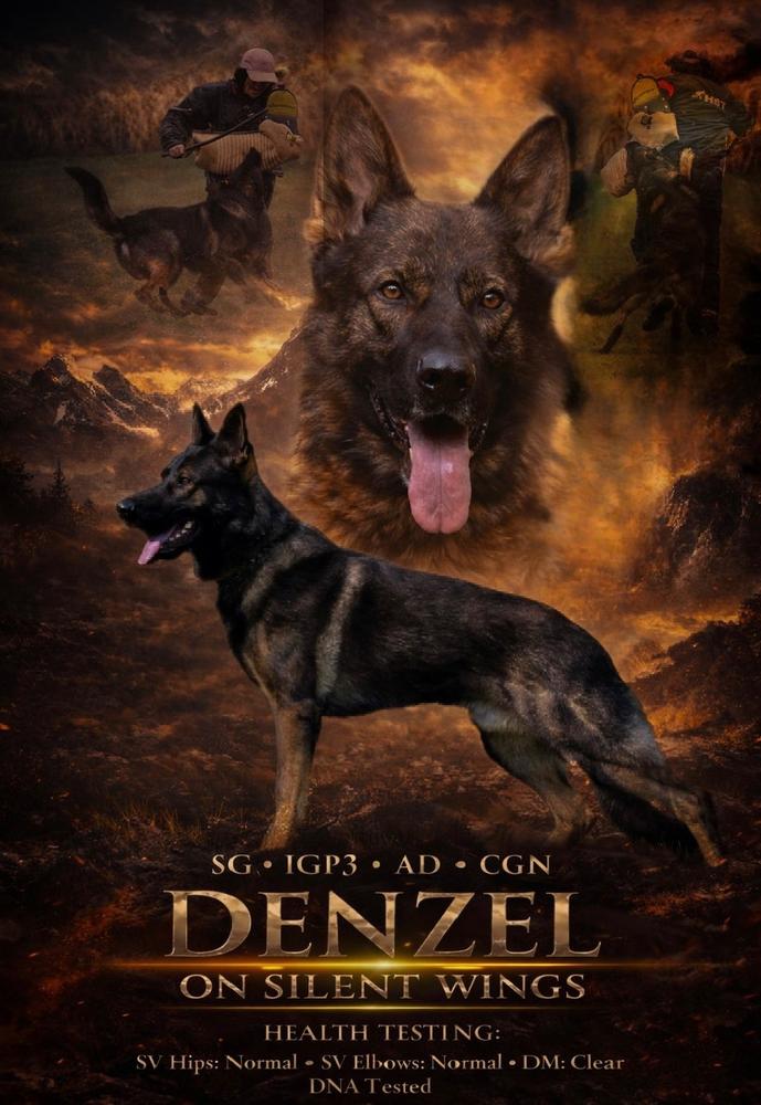 Denzel On Silent Wings