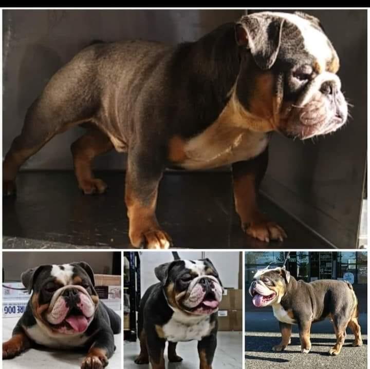 Level 4's GusGus