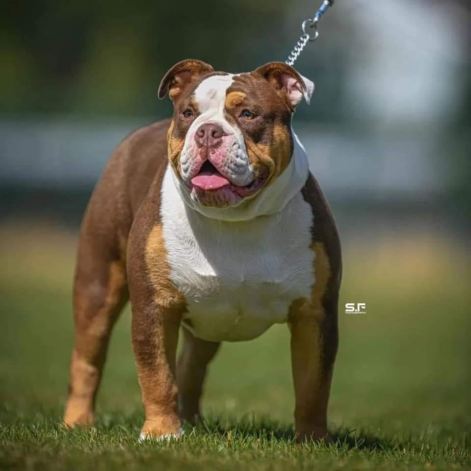 Purple Diamond Bullys Miss Kali @ Achieve Bullys