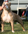 BANDAS BLUE'S GOLDEN BOI