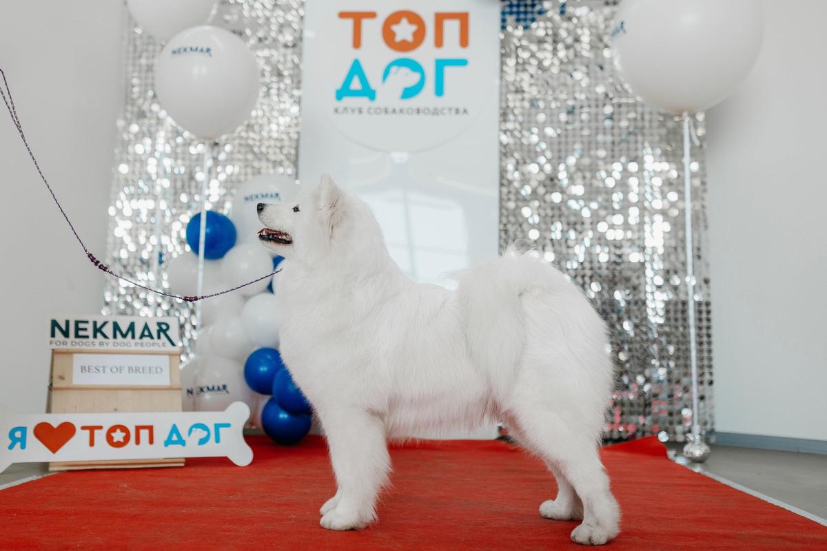 Goldwind Czarevna Snezhnaya Sansa