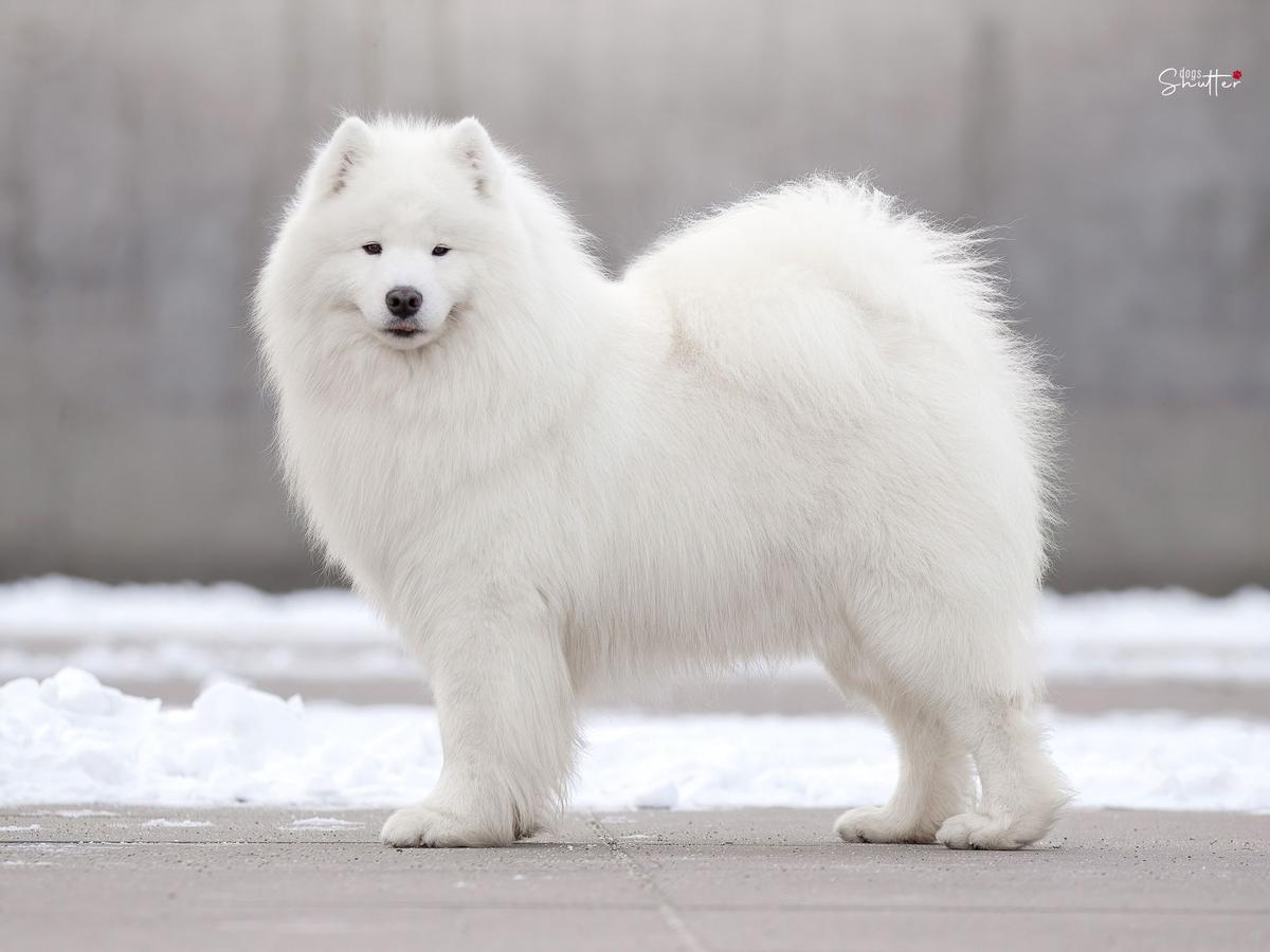 Royal Winter BORN TO BE LUCKY