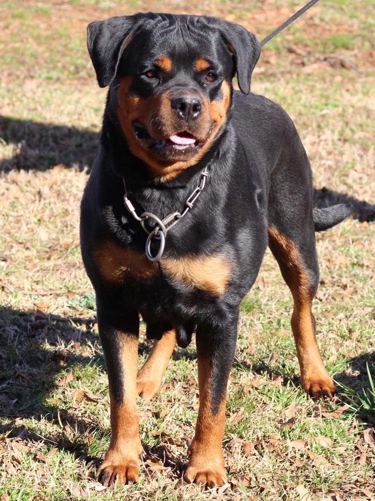 Nala Von GSP