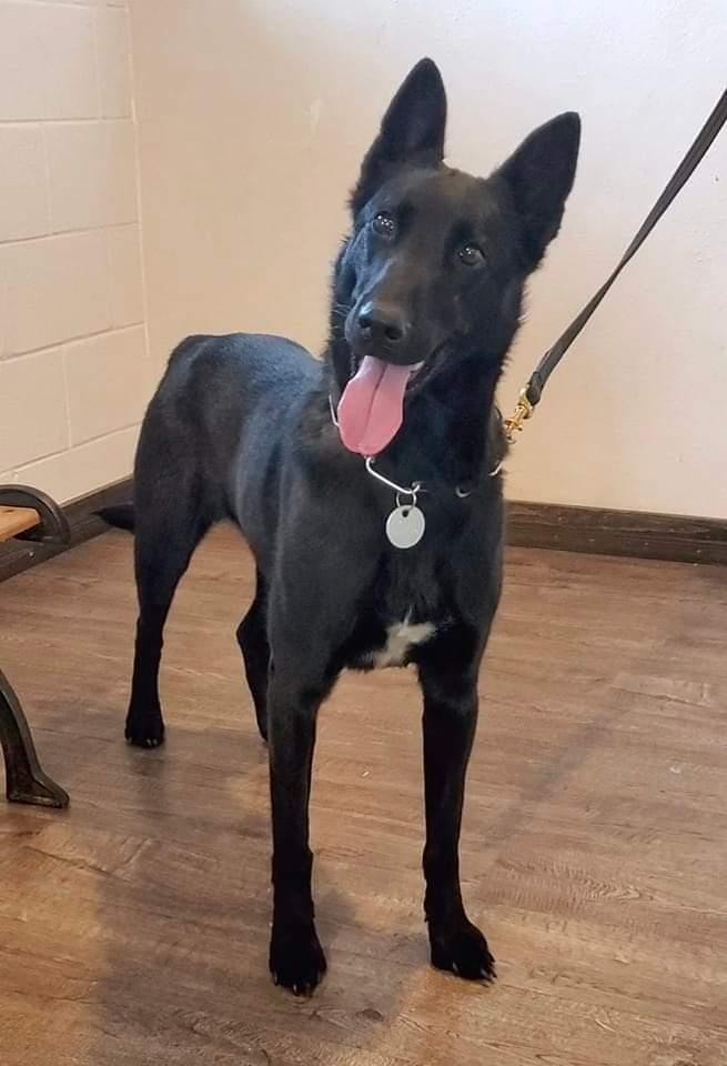 PLATINUM K9S SHADOW