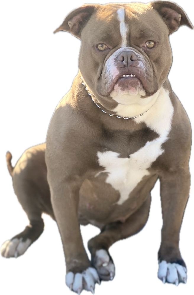 Paparazzi Kennels Coca Cola Lola of DSAB