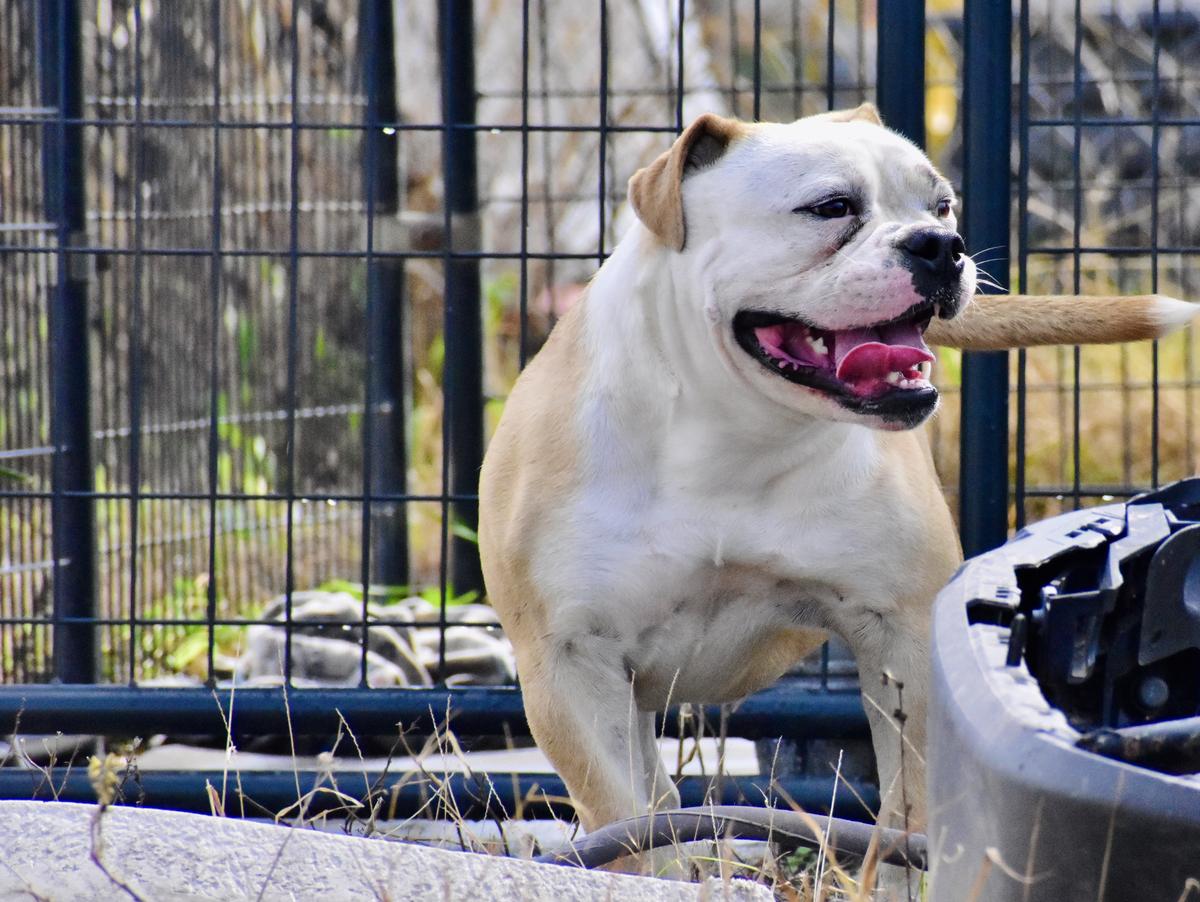 Old Toned Bulldogs Nuni