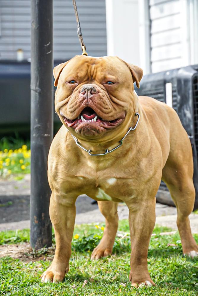 Velasquez’s Little Scooby (Tuco)