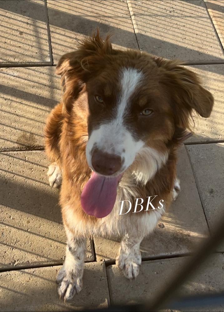 DBK’s Ruby Red