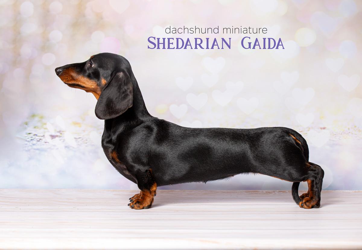 SHEDARIAN GAIDA