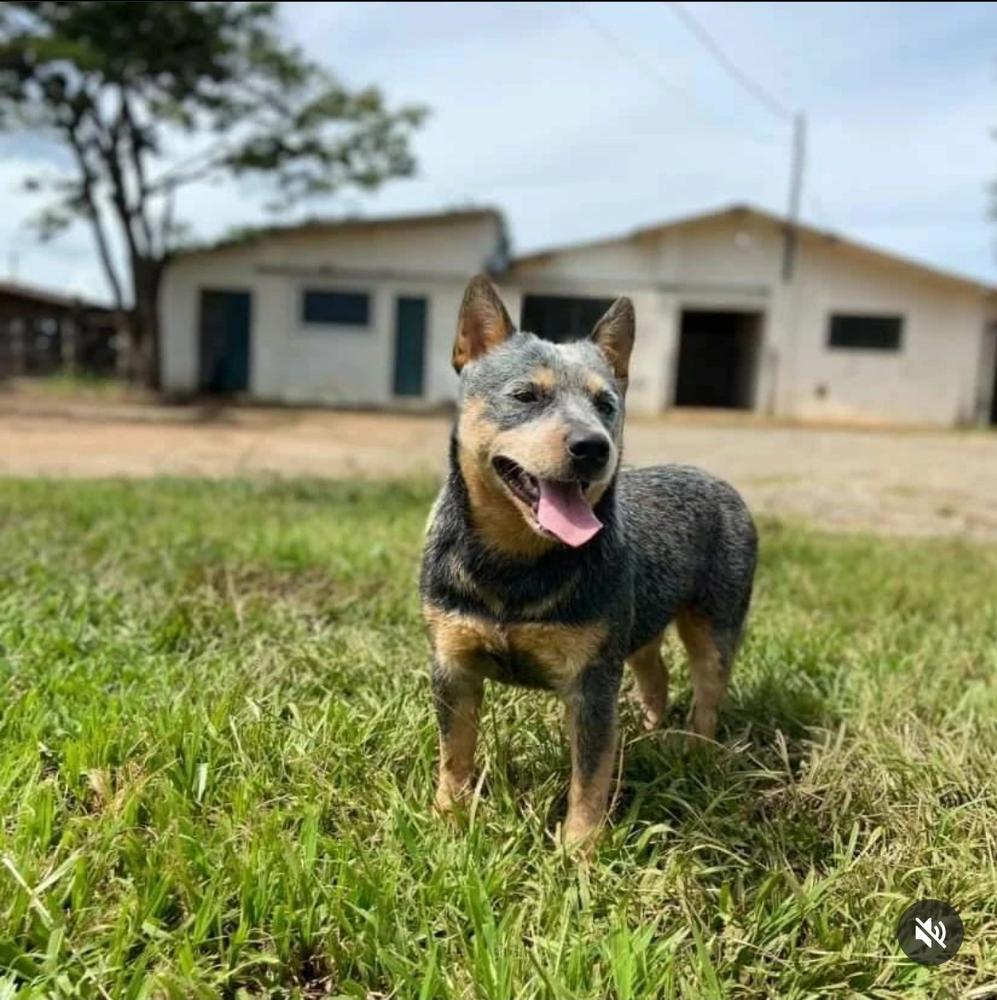 TEXAS REDBLUE HEELERS