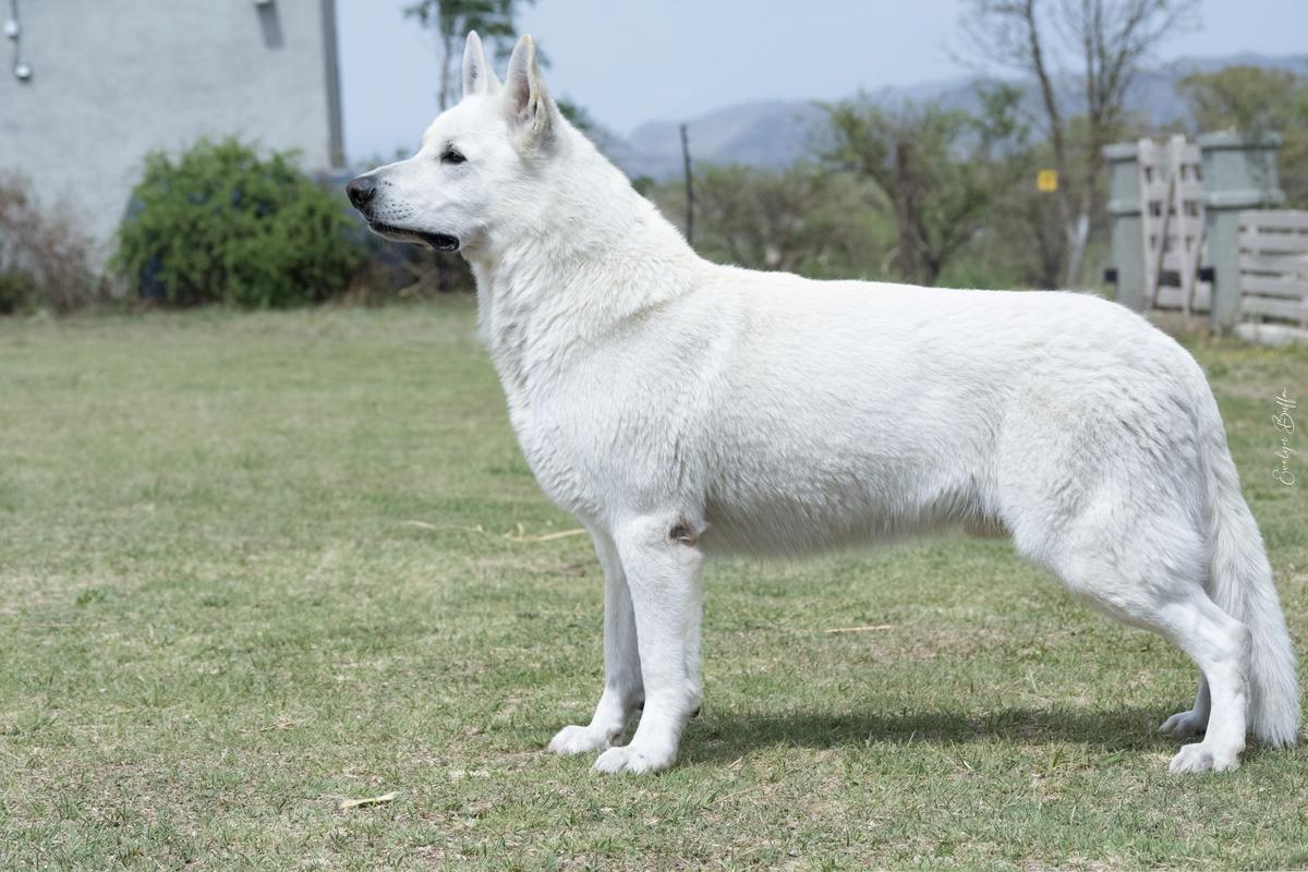 Snow Wolfshund