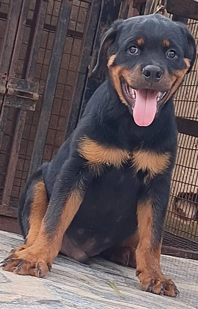 B-HECTOR VH VALUTE