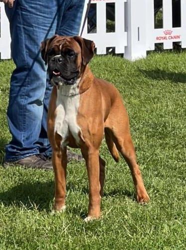 Haraa Valahus Kennel